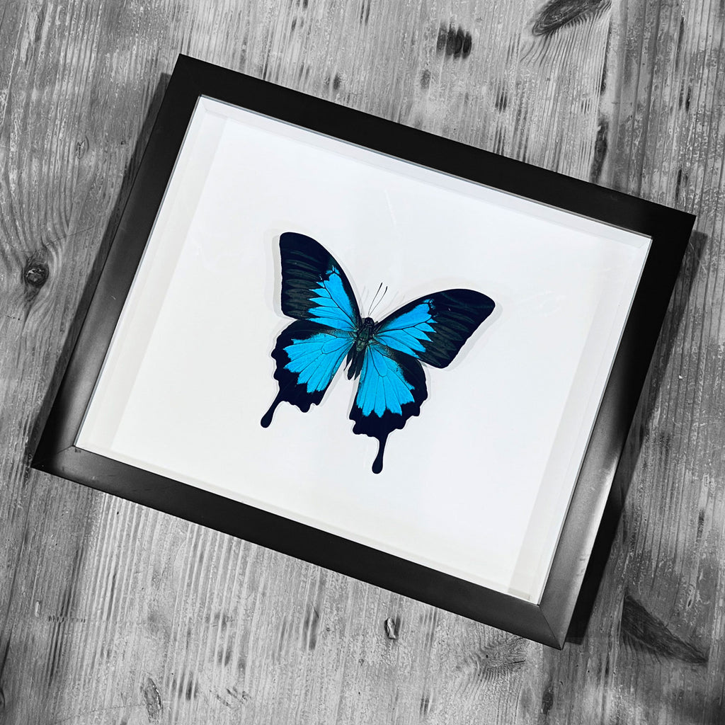 Papilio ulysses Butterfly Frame