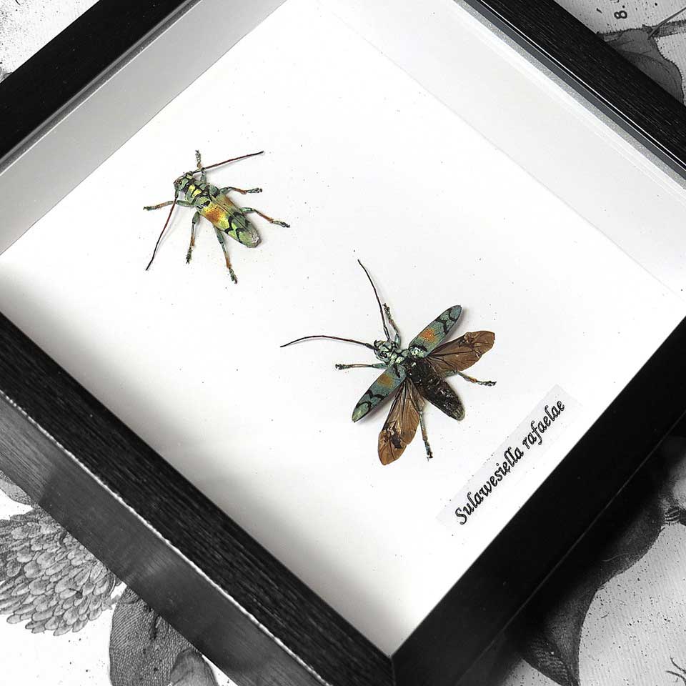 Longhorn Beetle Duo Genuine Framed Specimen