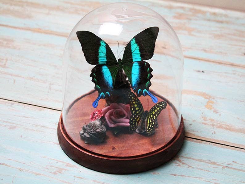 Papilio Blumei Swaallowtail Genuine Butterfly Decorative Dome