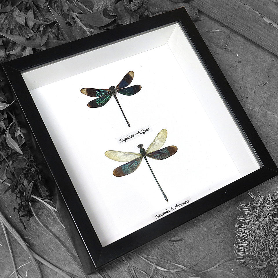 Damselfly Duo Genuine Framed Specimen