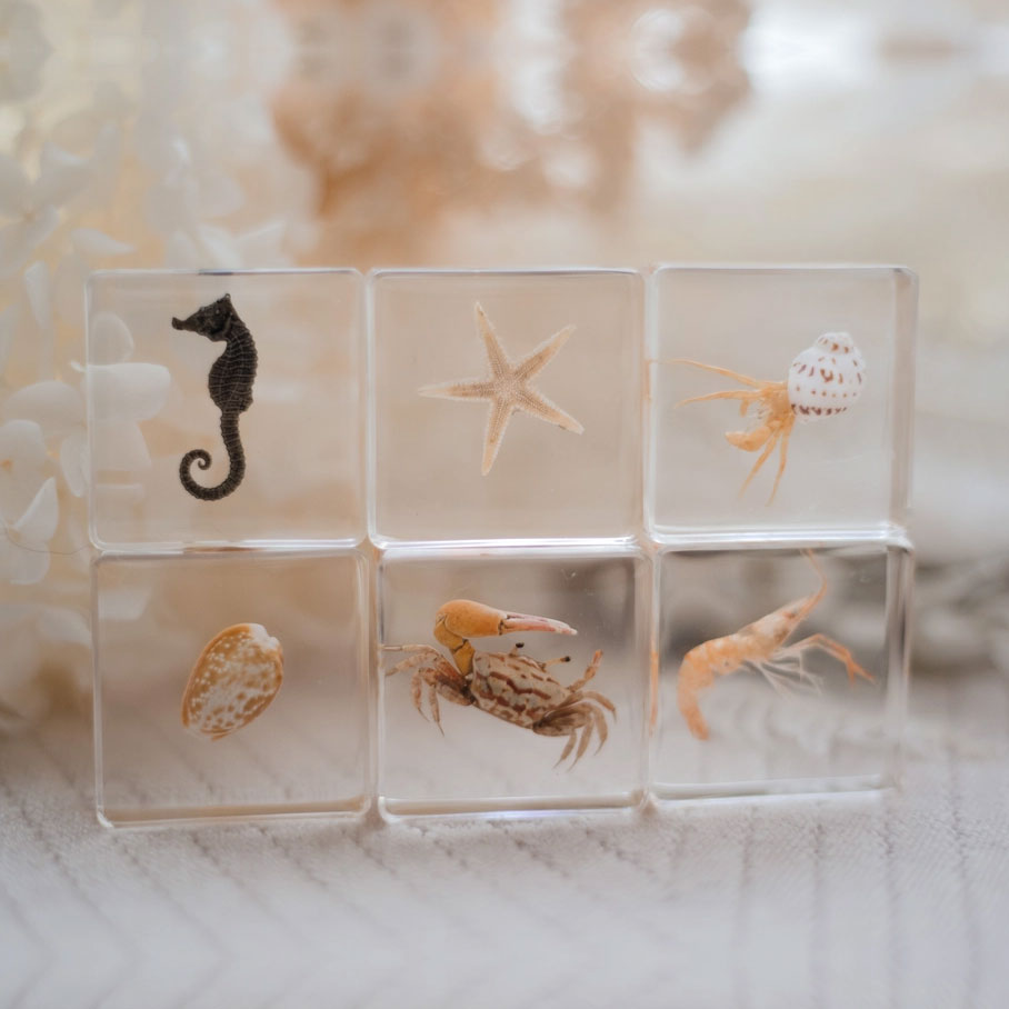 Ocean Critters Set of 6 Specimens