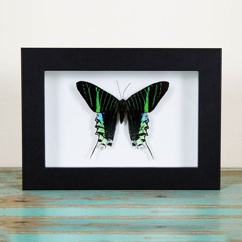 Urania leilus Genuine Framed Moth Specimen