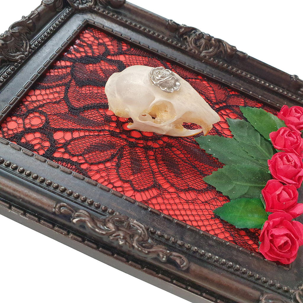 Rosemary’s Intention Squirrel Genuine Skull Wall Decor