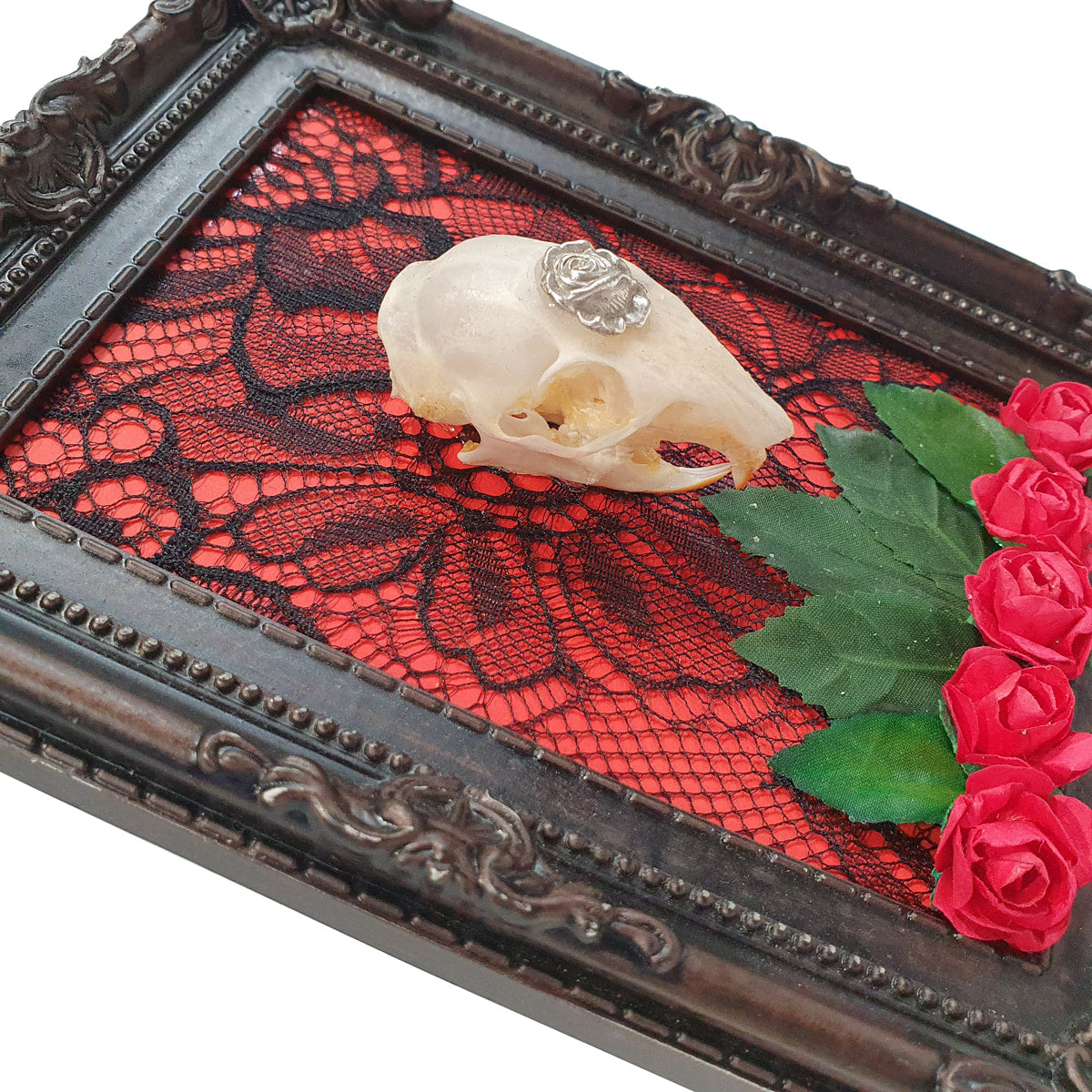 Rosemary’s Intention Squirrel Genuine Skull Wall Decor