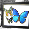Butterfly Swarm Genuine Specimens
