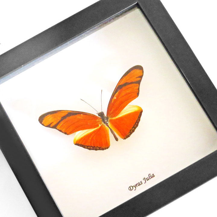 Orange Butterfly Genuine Framed Specimen