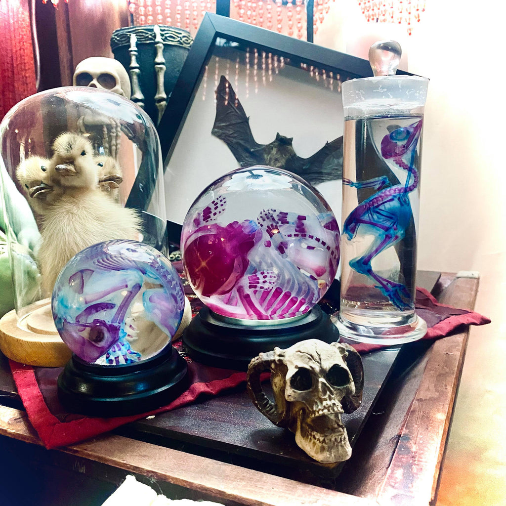 Kitten Diaphonised Wet Specimen Globe