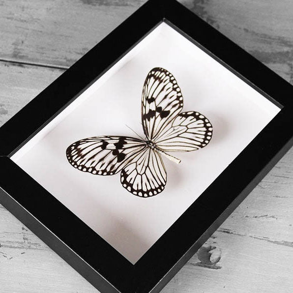 Wood Nymph Genuine Butterfly Framed Specimen