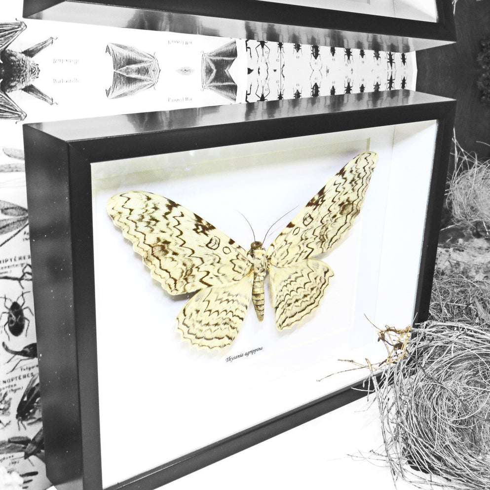 White Witch Moth Thysania Agrippina Framed Genuine Specimen