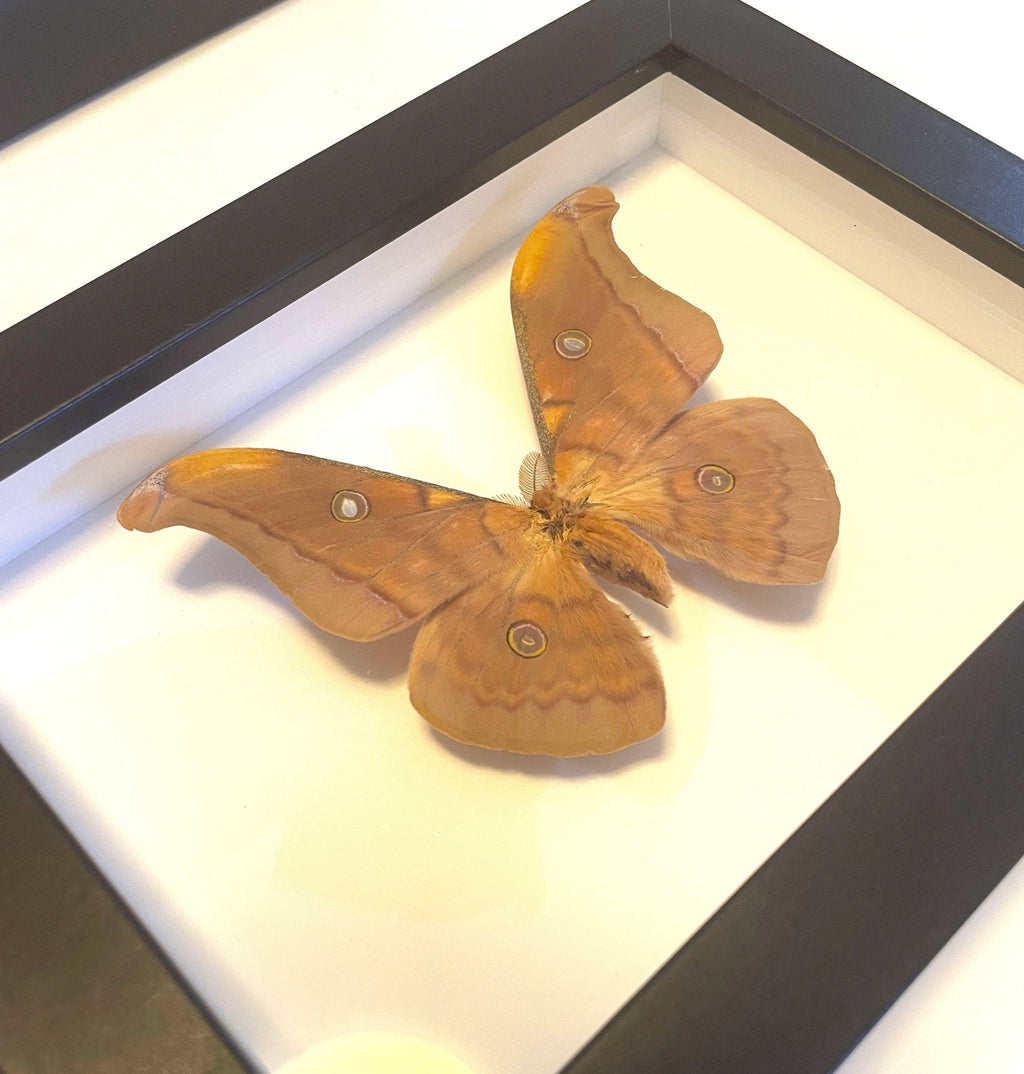 Tussar Moth, Antheraea frithi Genuine Framed Specimen