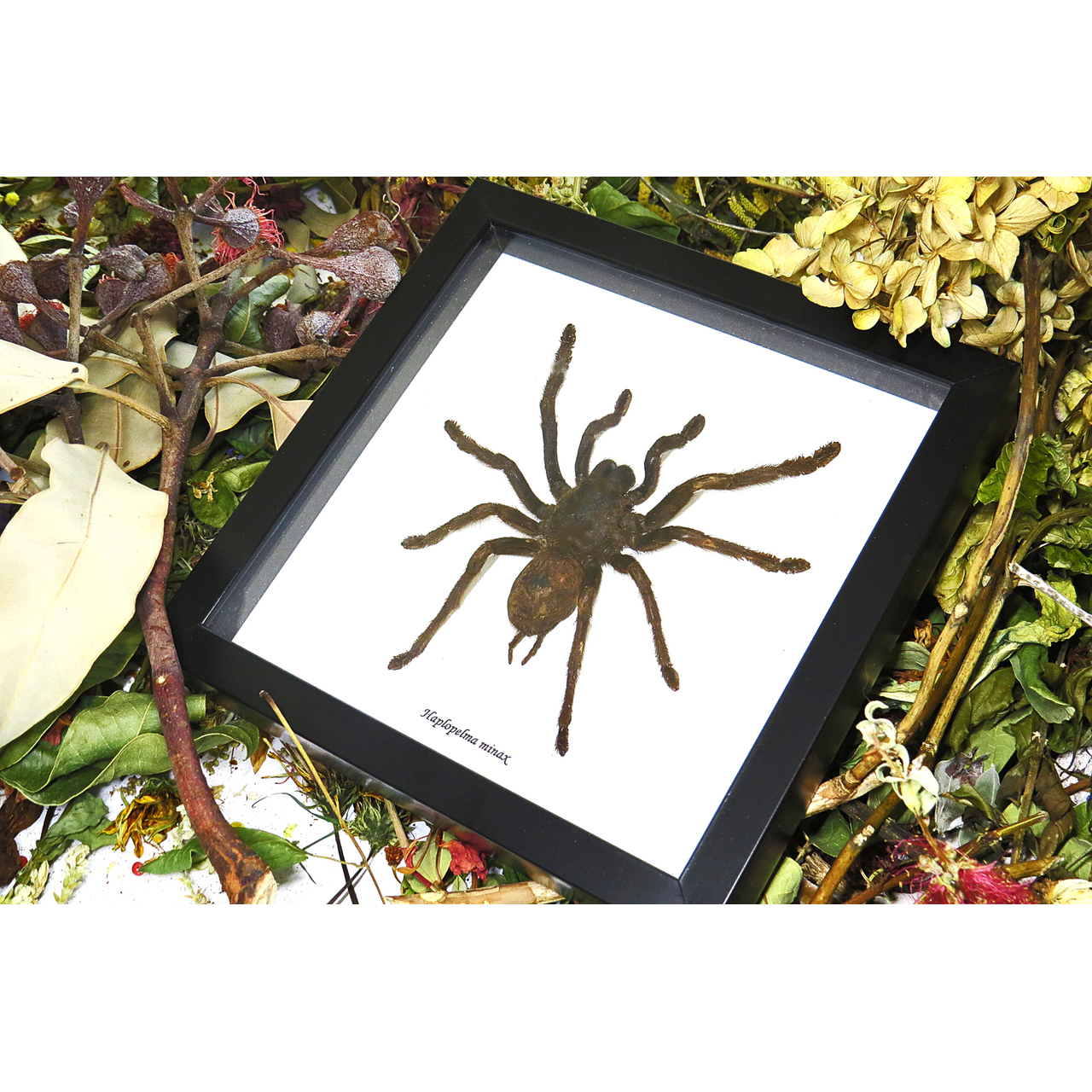 Framed Spider Haplopelma Minax Specimen