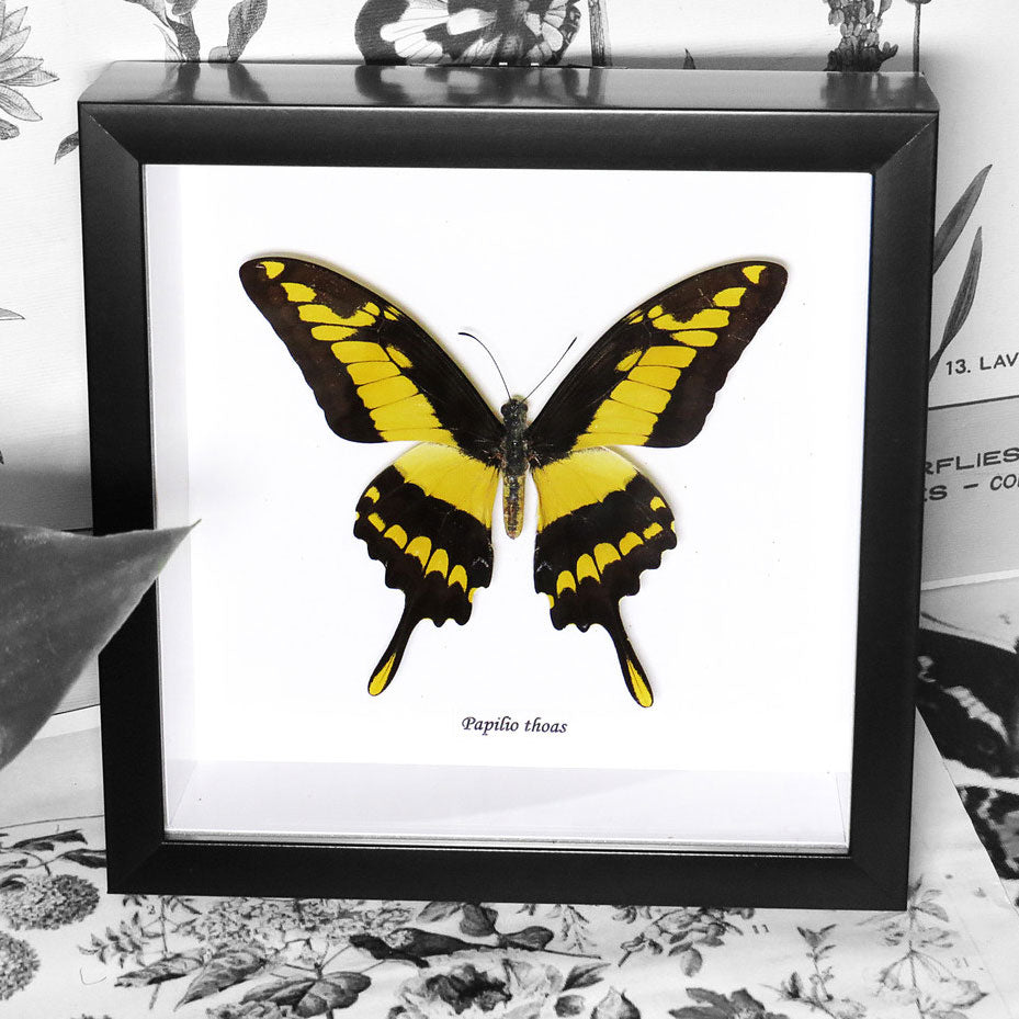 Yellow Butterfly Papilio Thaos Swallowtail Genuine Framed Specimen