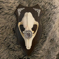 Tanuki Amore Genuine Skull Wall Shield