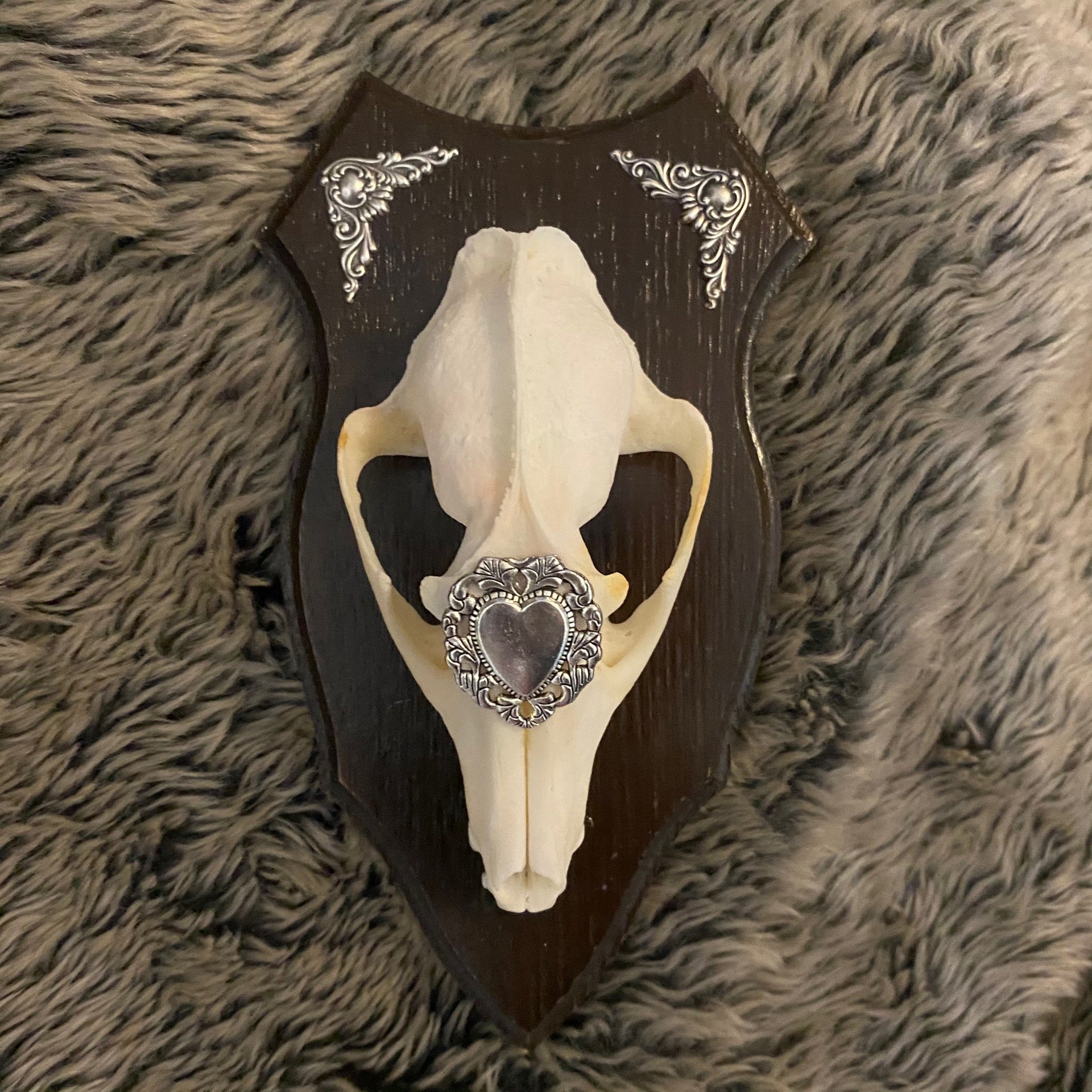 Tanuki Amore Genuine Skull Wall Shield