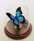 Papilio Ulysses Genuine Butterfly Specimen in a Decorative Dome