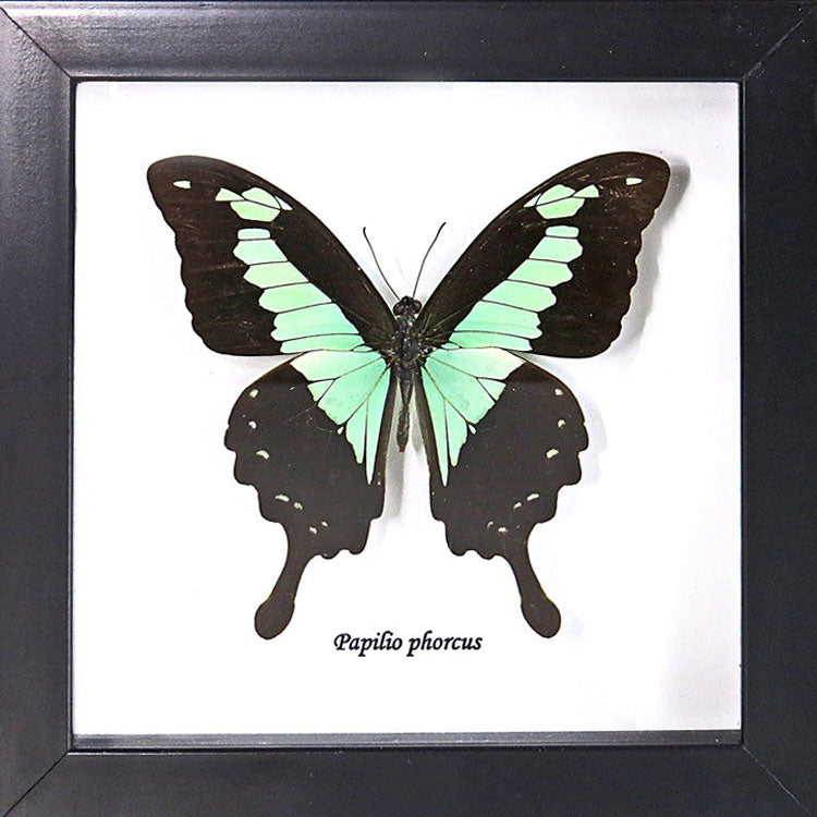 Green Butterfly Papilio Phorcas Swallowtail Genuine Framed Specimen
