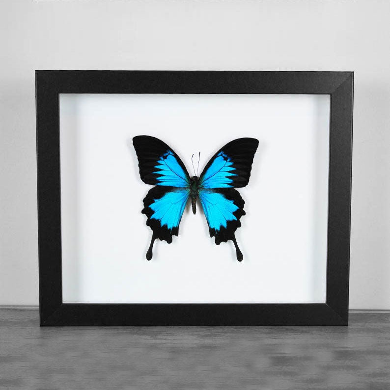 Papilio ulysses Butterfly Frame