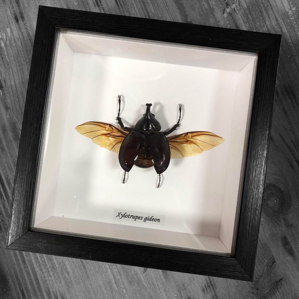 Elephant Beetle Genuine Framed Specimen