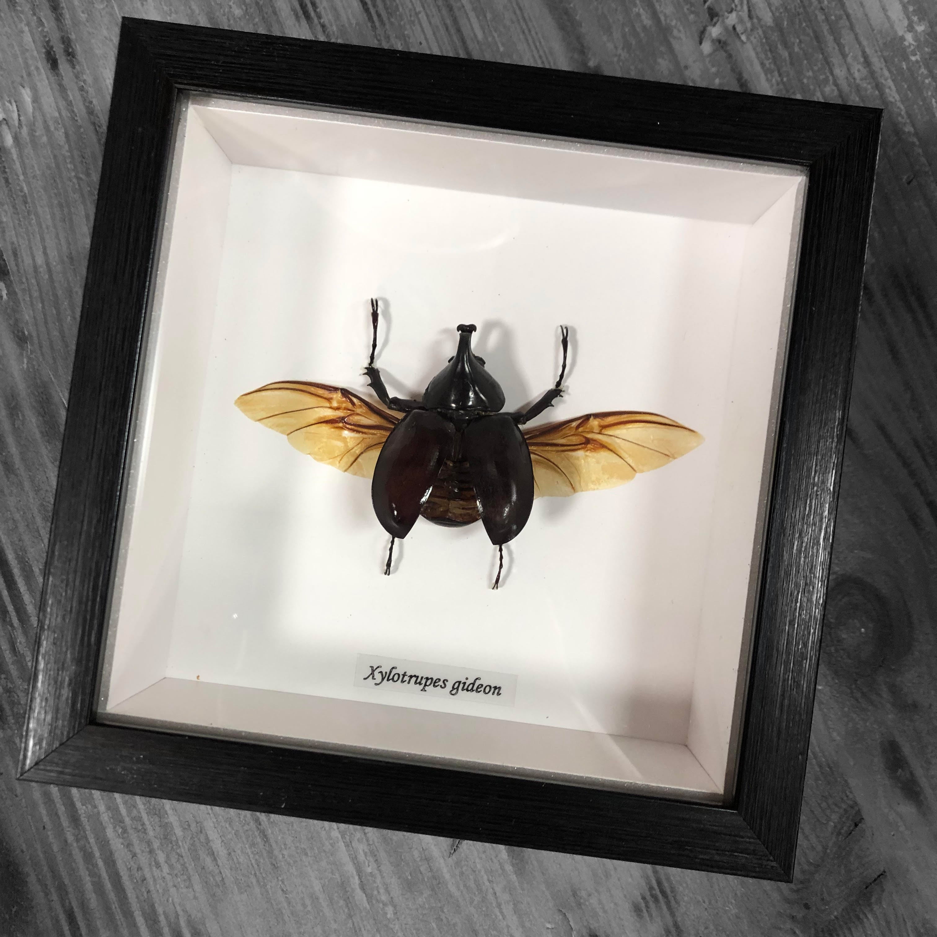 Elephant Beetle Genuine Framed Specimen