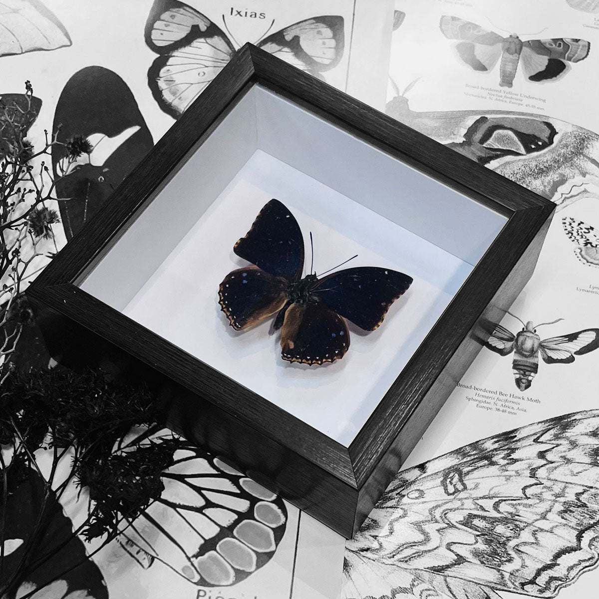 Blue Charaxes Butterfly Genuine Framed Specimen