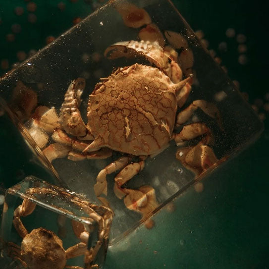Flower Moon Crab Specimen