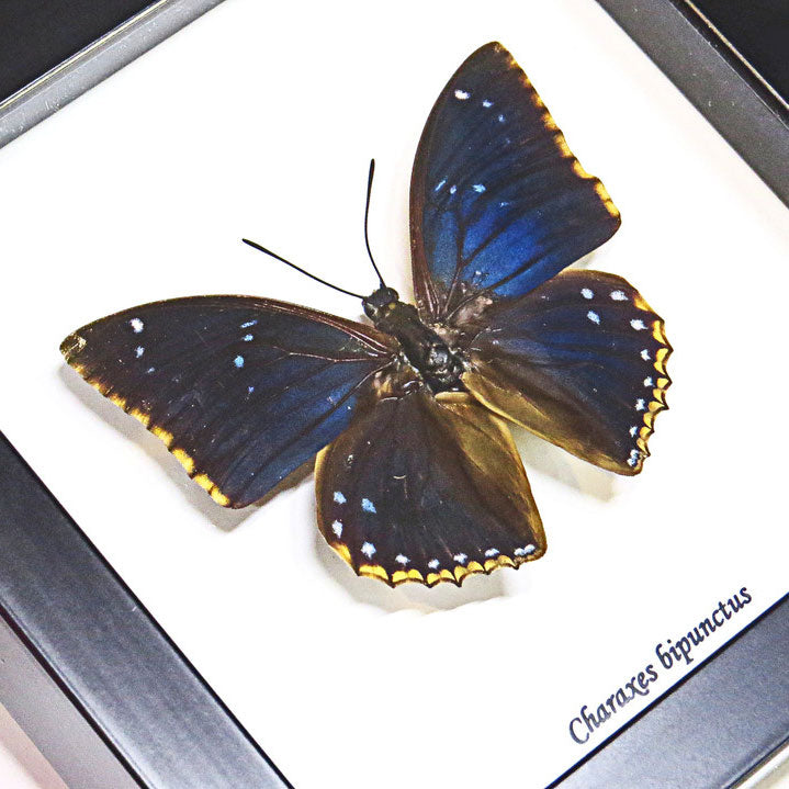 Blue Charaxes Butterfly Genuine Framed Specimen