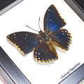 Blue Charaxes Butterfly Genuine Framed Specimen