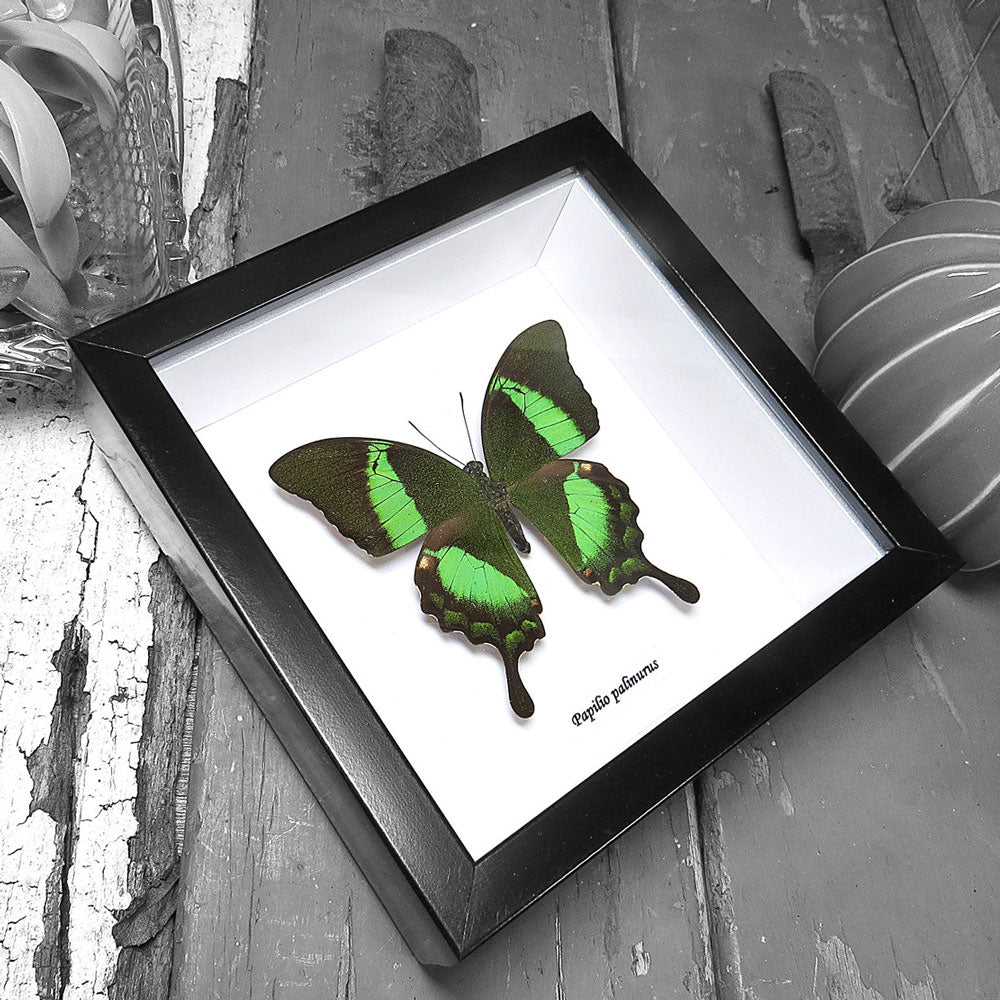 Papilio Butterfly Genuine Framed Specimen