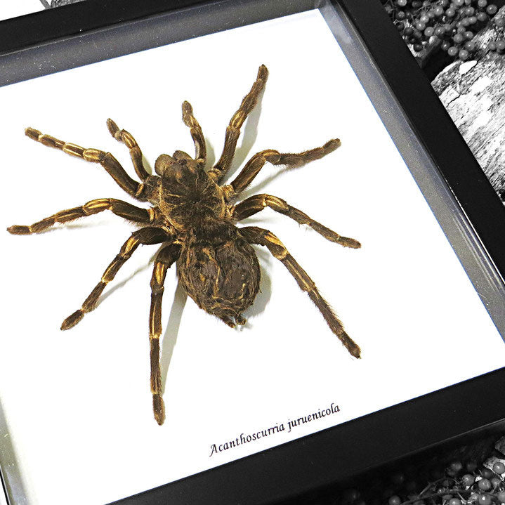 Tarantula Acanthoscurria Juruenicola Framed Spider Specimen