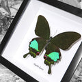 Papilio Butterfly Genuine Framed Specimen