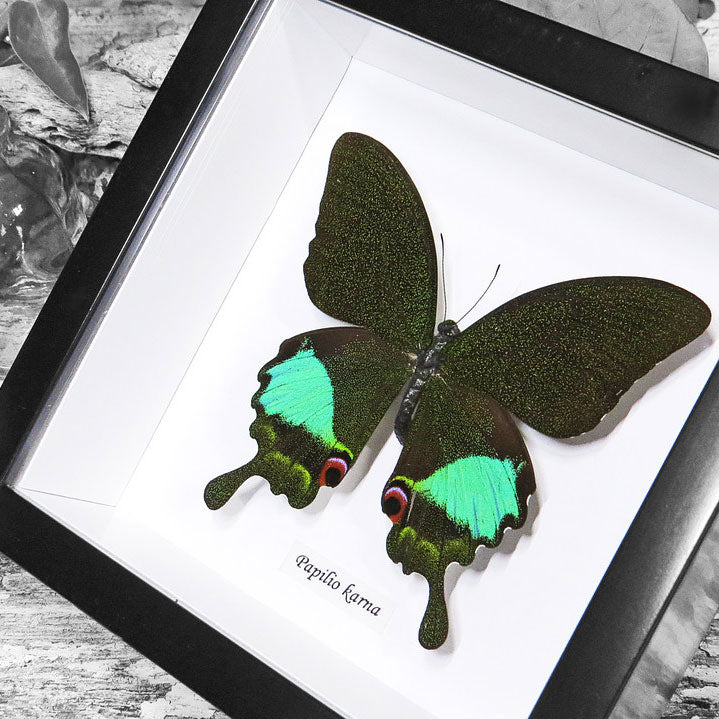 Papilio Butterfly Genuine Framed Specimen