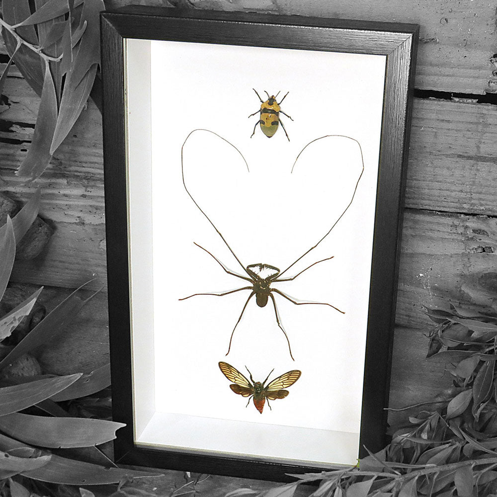 Deathly Trio Framed Genuine Specimens
