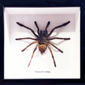 Framed Spider Haplopelma Minax Specimen