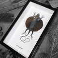 Draco Haematopon Black Framed Flying Dragon Lizard