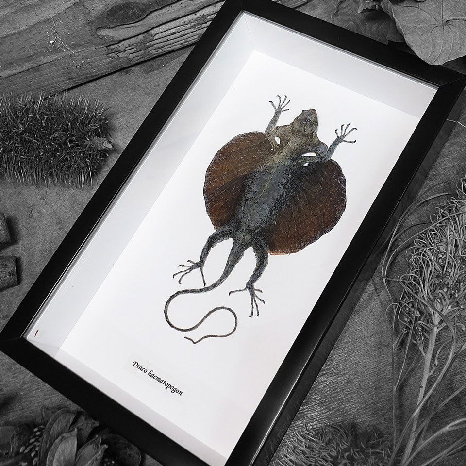 Draco Haematopon Black Framed Flying Dragon Lizard
