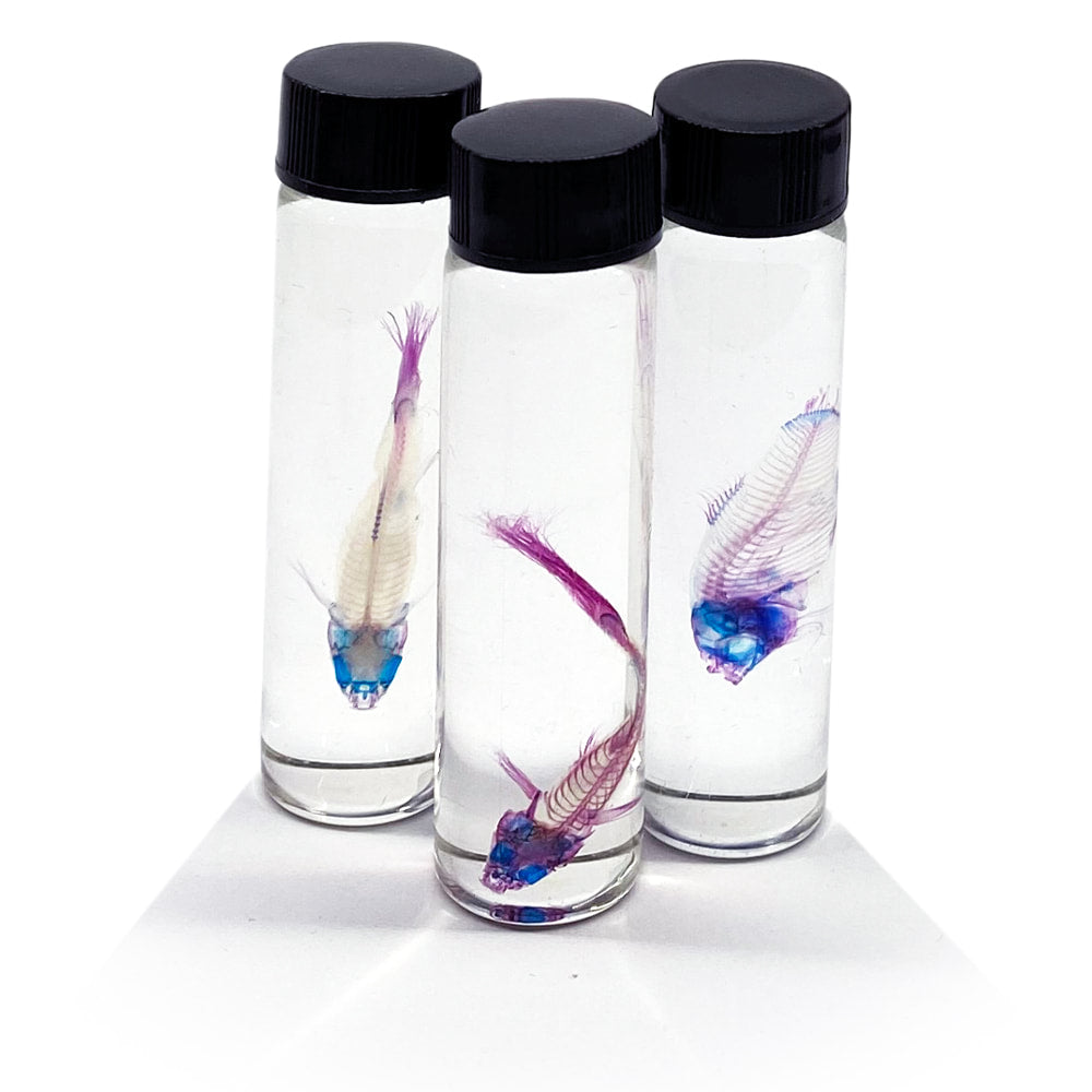 Diaphonised Fish Assorted