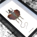 Skiber Javaensis Flying Dragon Framed Genuine Lizard Specimen