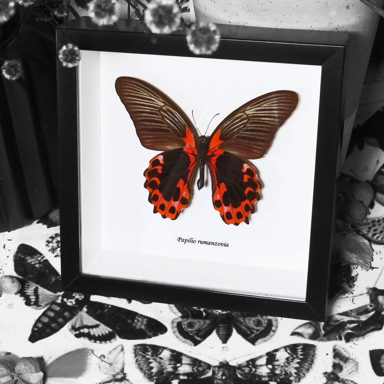 Papilio Rumanzovia Red Swallowtail Butterfly Framed Specimen