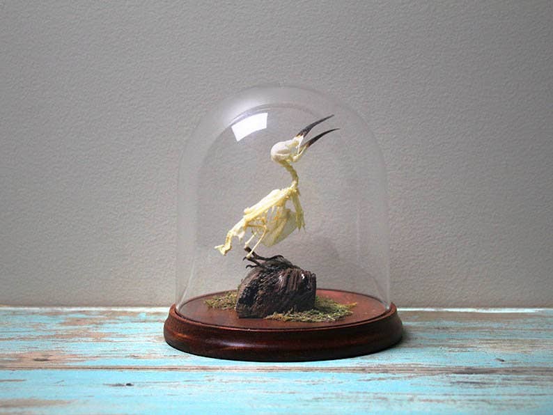 Bee-Eater Bird Articulated Skeleton in a Glass Dome