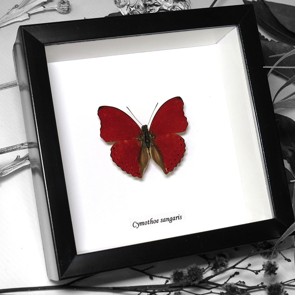 Blood Red Glider Butterfly Genuine Framed Specimen