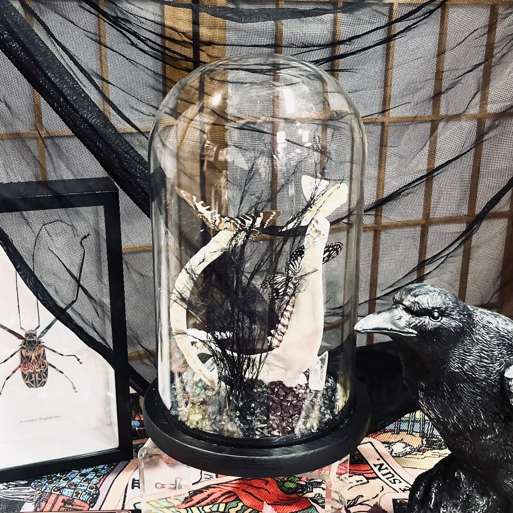 Butterfly Ghosts Dome Various Genuine Specimens