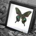 Butterfly Black Swallowtail Framed Specimen