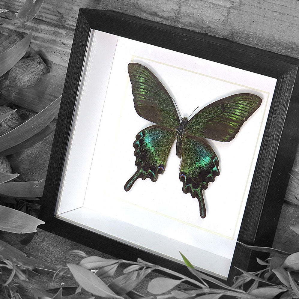 Butterfly Black Swallowtail Framed Specimen