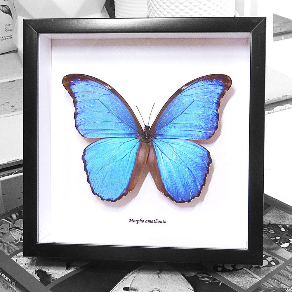 Blue Butterfly - Morpho Amathonte Framed Specimen