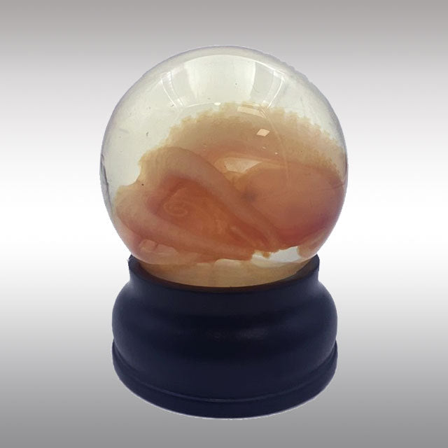 Octopus Wet Preserved Genuine Specimen
