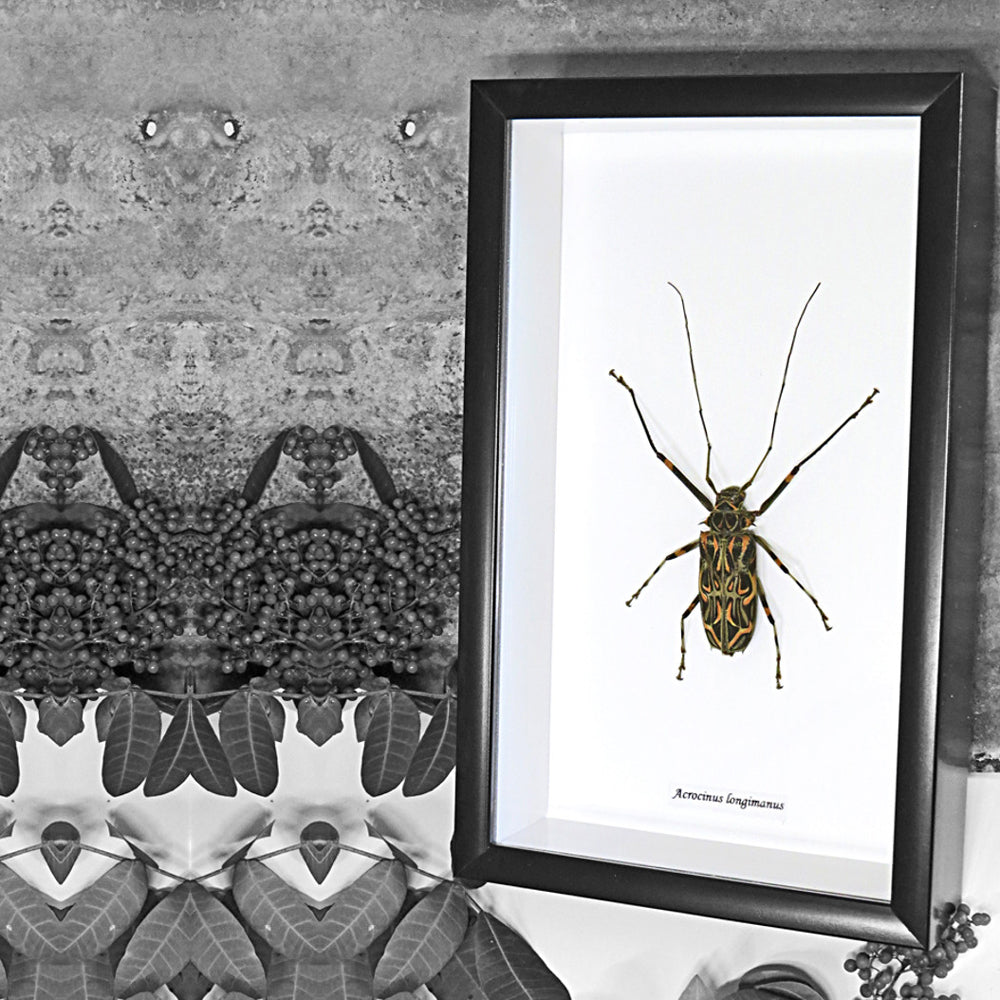 Giant Harlequin Beetle Genuine Framed Specimen