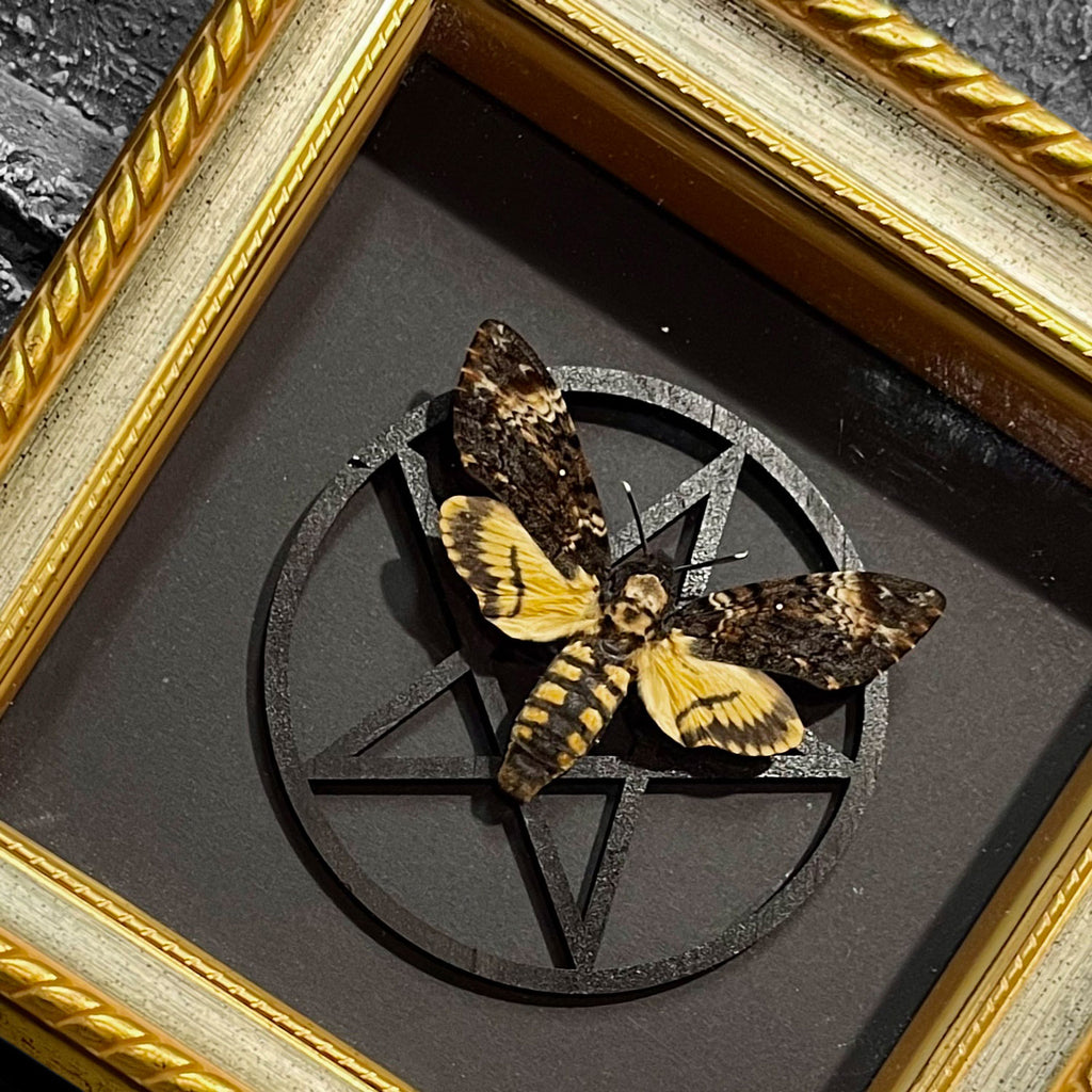 Death's Head Hawkmoth Guilded Framed Specimen