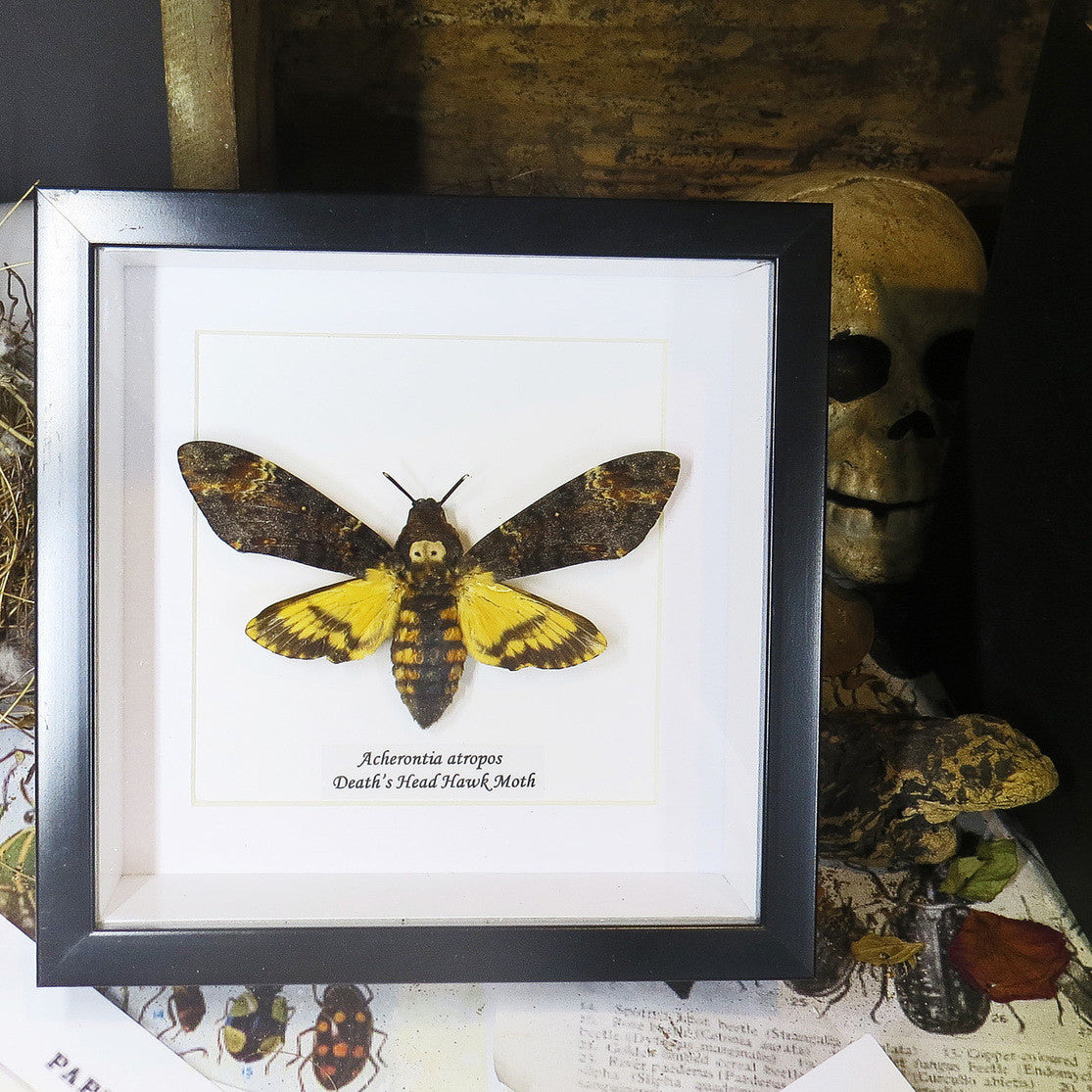Death's Head Hawkmoth Framed Specimen