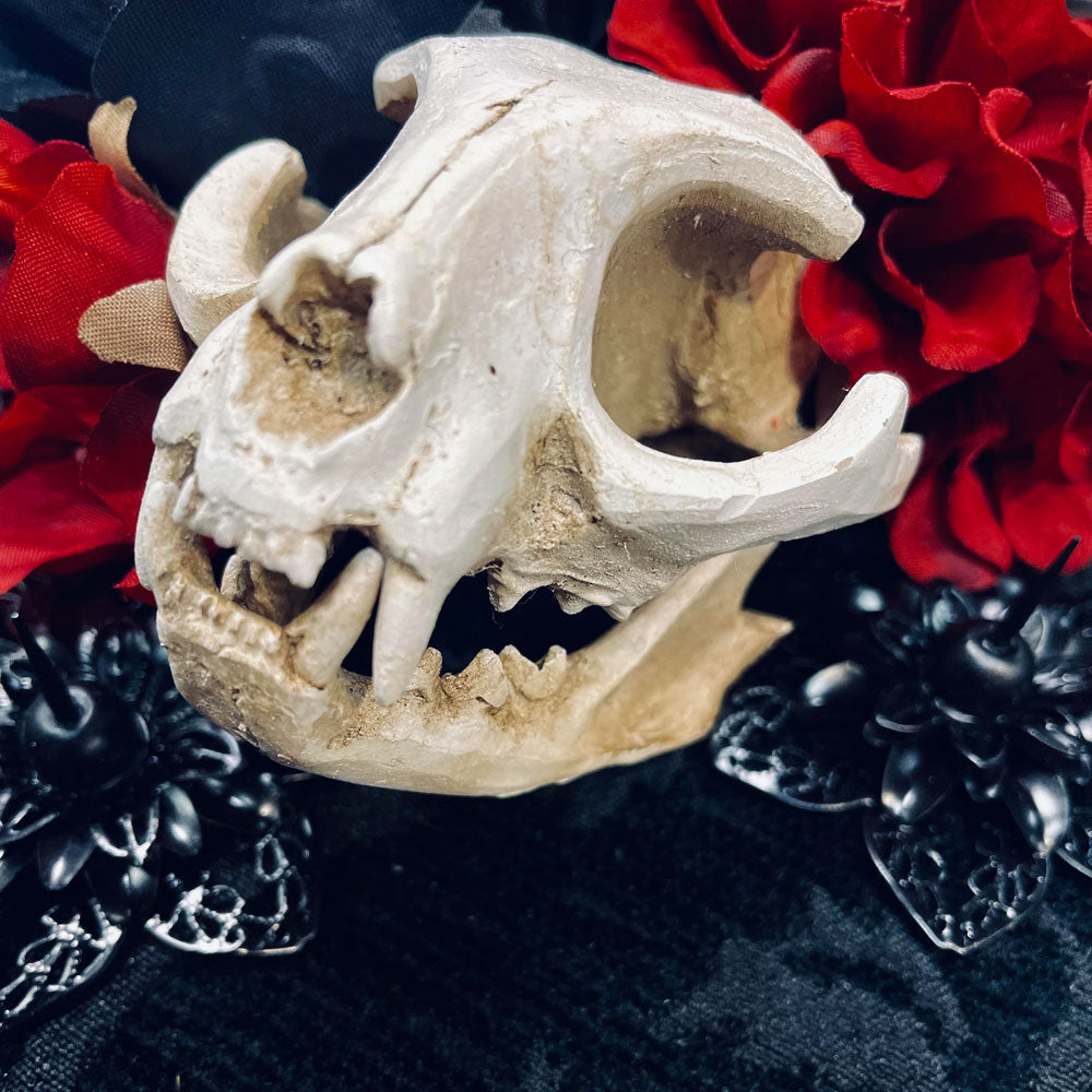 Devotions Tale Cat Skull Faux Curiosity Frame
