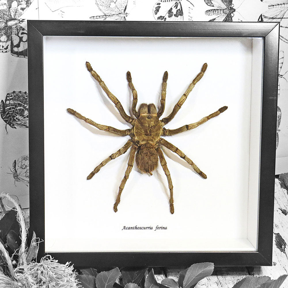 Spider Acanthoscurria Ferina Framed Tarantula Specimen